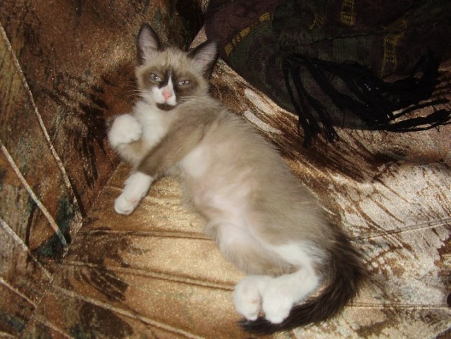 Котовторник 15.02.2011