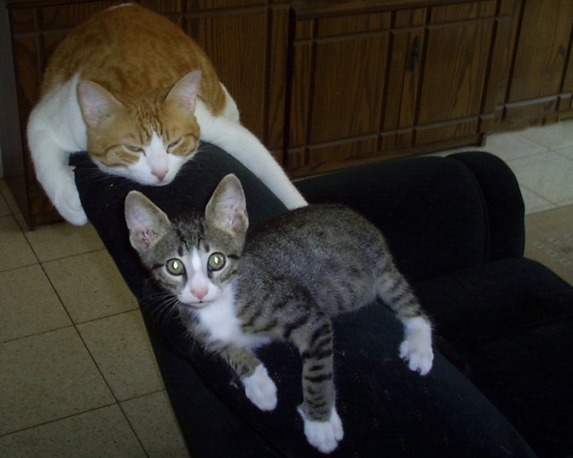 Котовторник!
