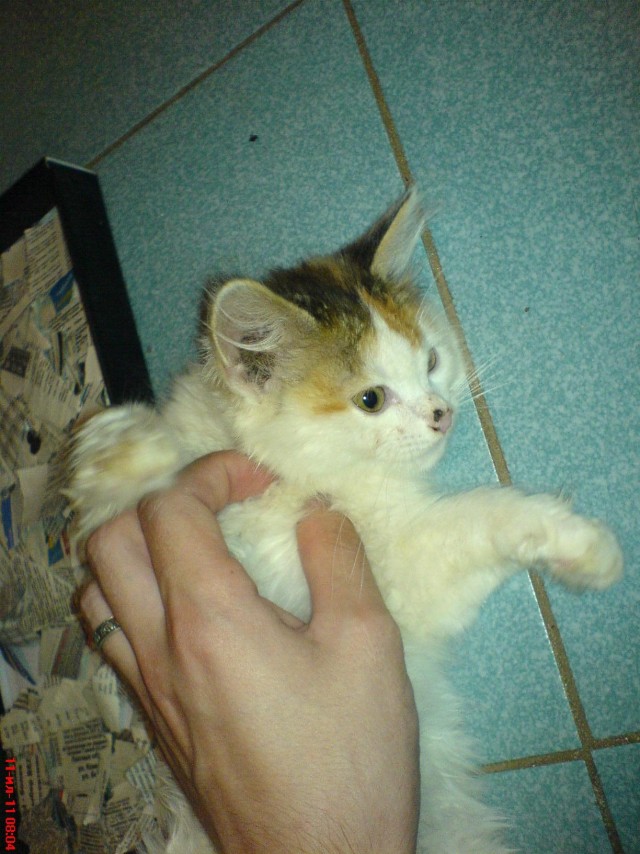 Десантный котовторник