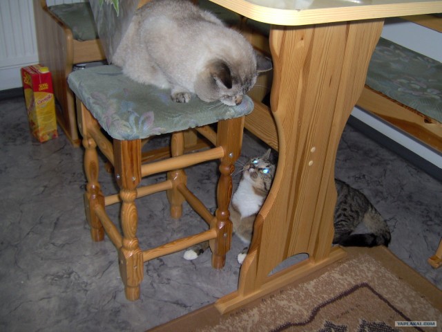 Котовторник 06.09.11