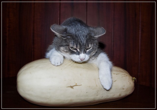 Первый котовторник октября