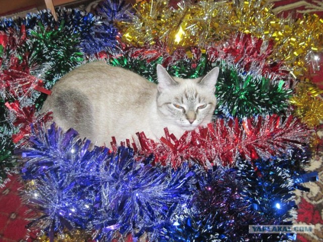 Котовторник (10.01.2012)