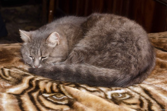 Котовторник 17.04.2012