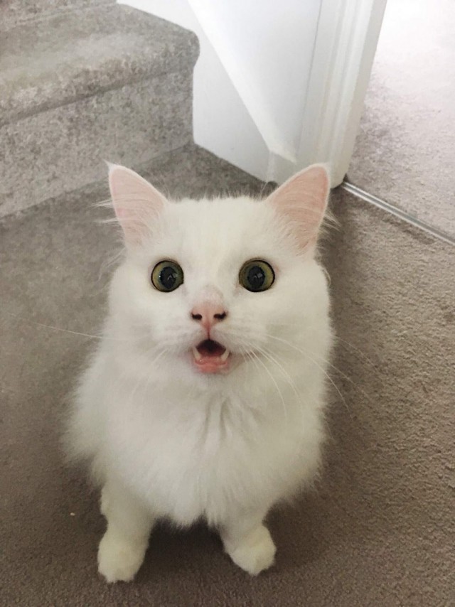 Прикольных котов пост
