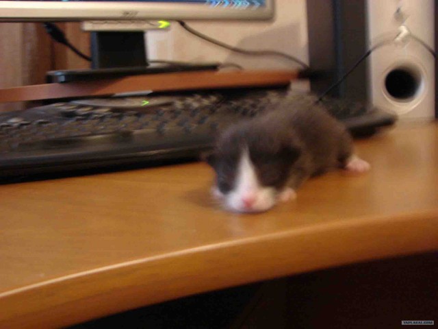 Котовторник 22.05.2012