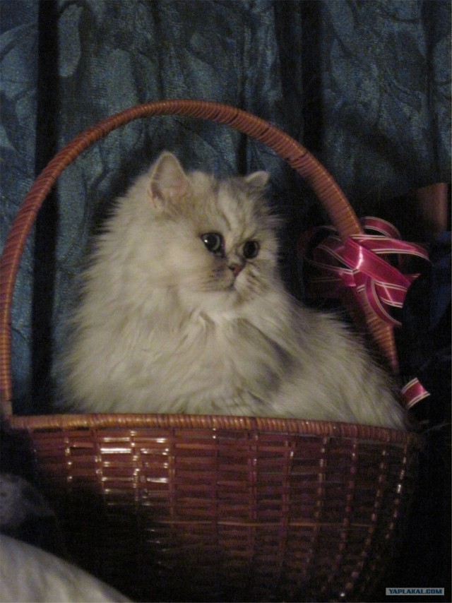 Котовторник на 26.06.12