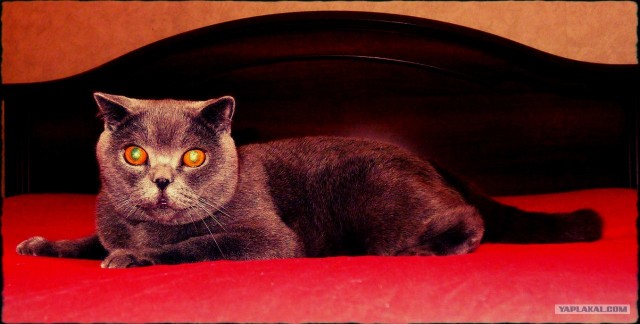 Котовторник 10. 07. 2012