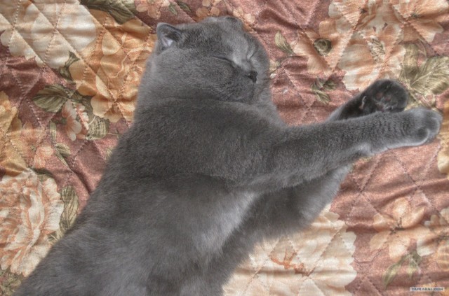 Котовторник 24.07.2012