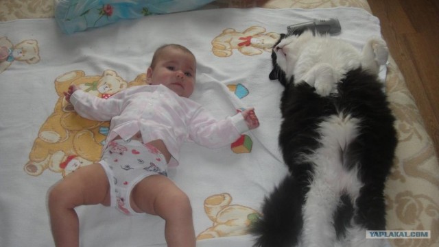 Котовторник 07.08.2012