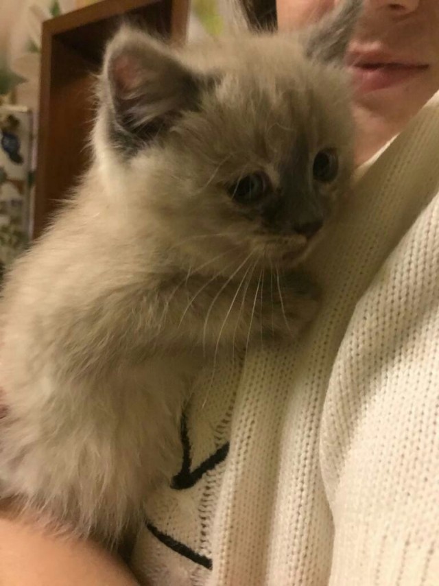 Прикольных котов пост