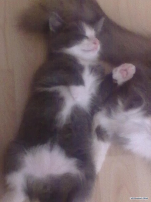 Котовторник  16.10.12
