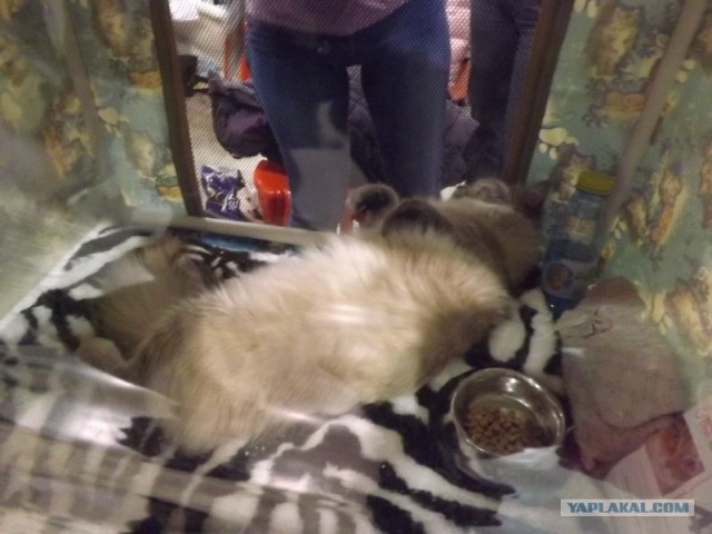 Международная выставка кошек в Москве