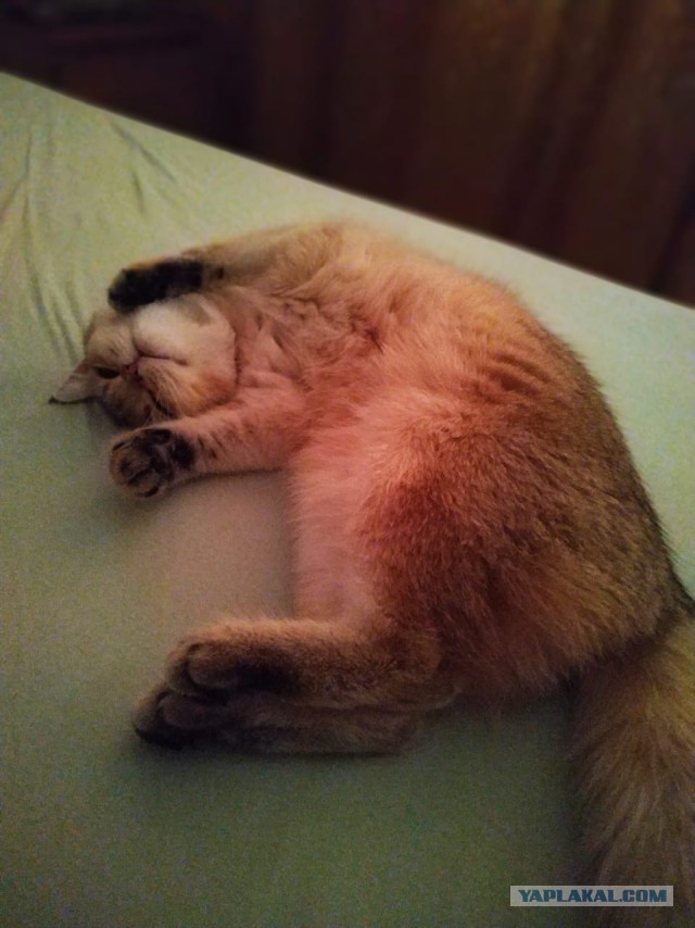 Котовторник 26.02.2019