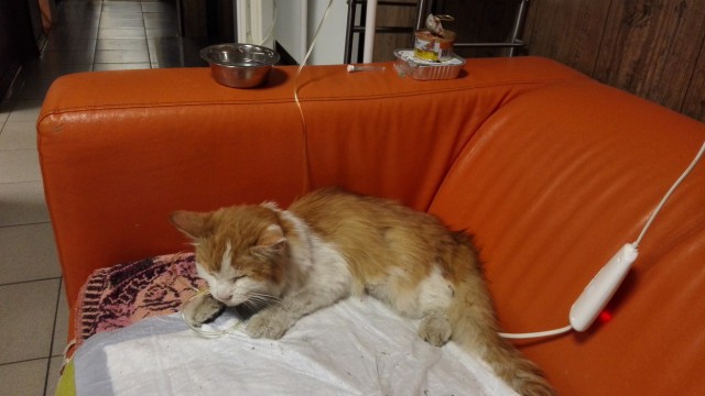 С Днём кошки!