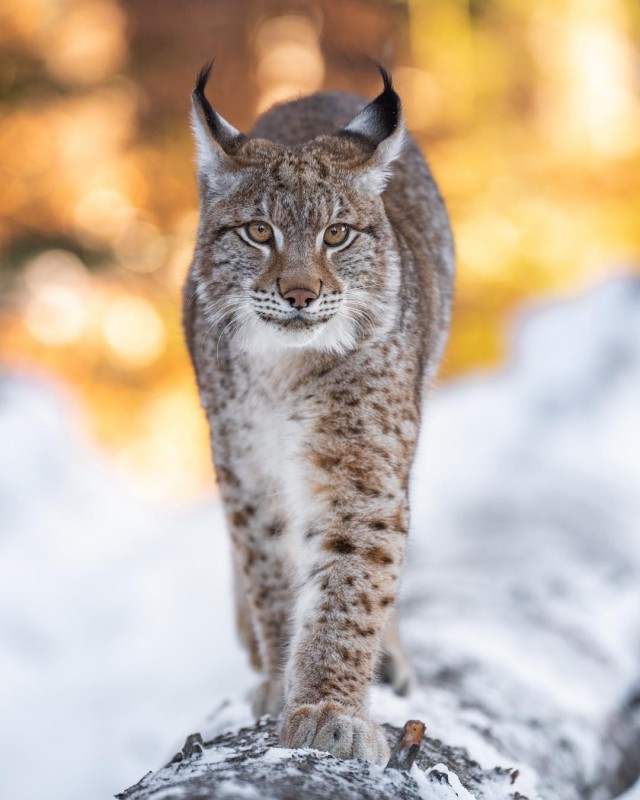 Дикий котовторник
