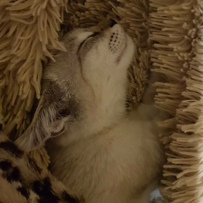 Что значит поза, в которой спит твоя кошка