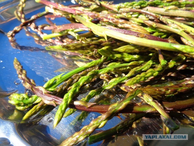 Лапша лугового флота свободного выгула