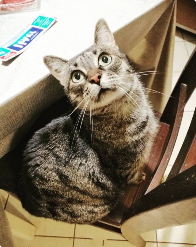 Котофеев пост