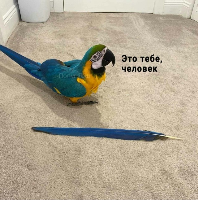 Зверушки