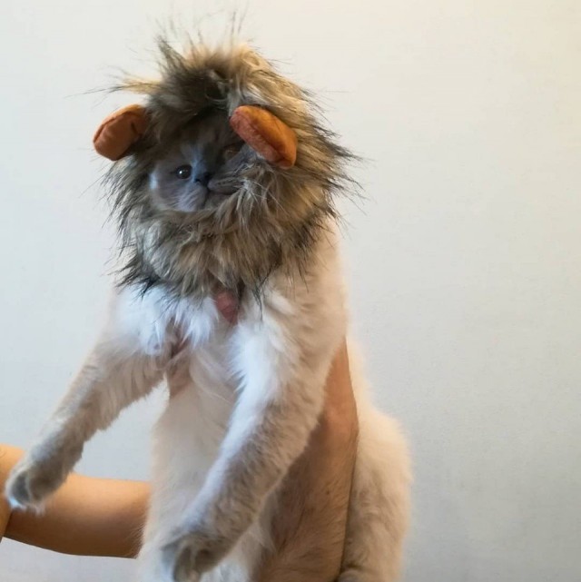 Эти забавные животные
