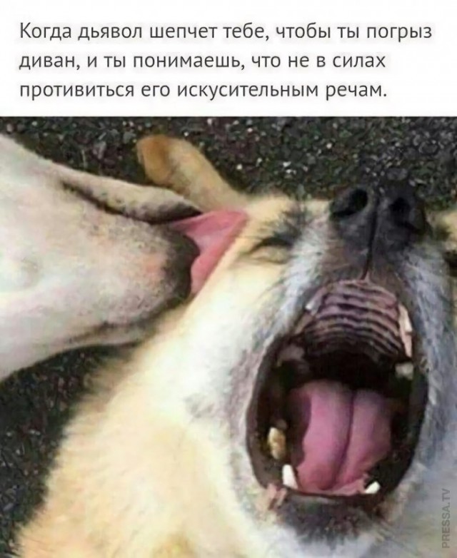 Немного картинок для настроения 20.08.20