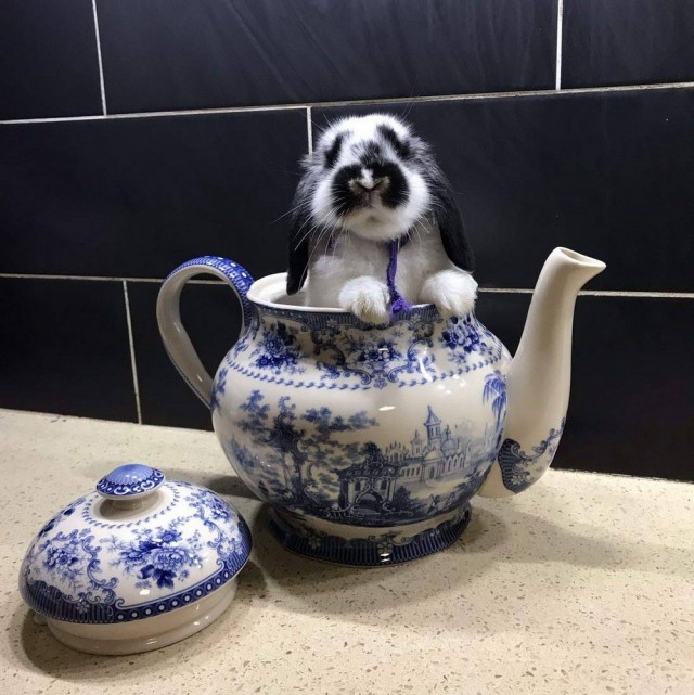 Эти забавные животные