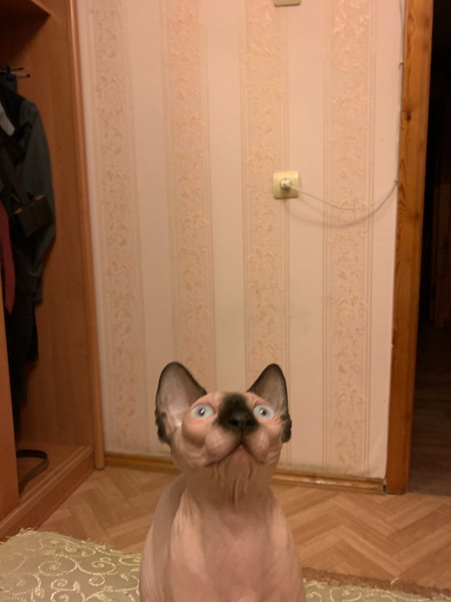 Эти забавные животные