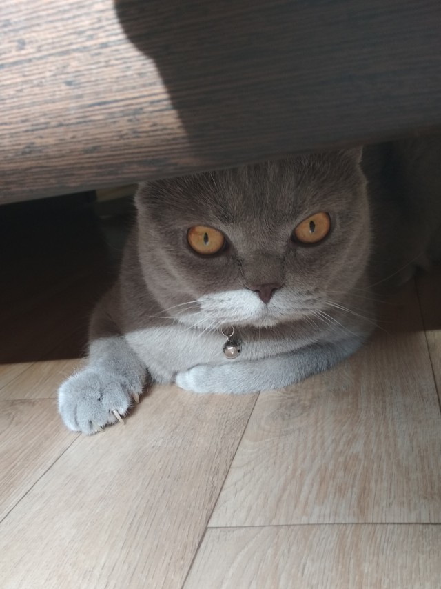 Котовторник 20.10.20