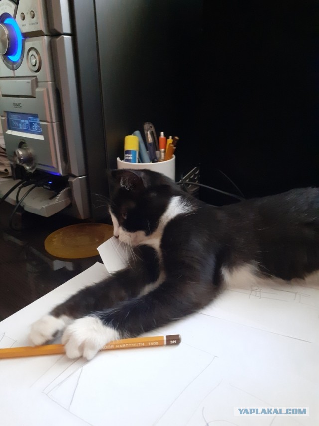 Житие одного кота. В фотографиях. Вторник же...