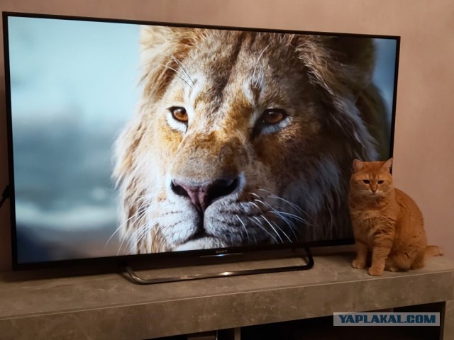 Хоба! Котовторник!