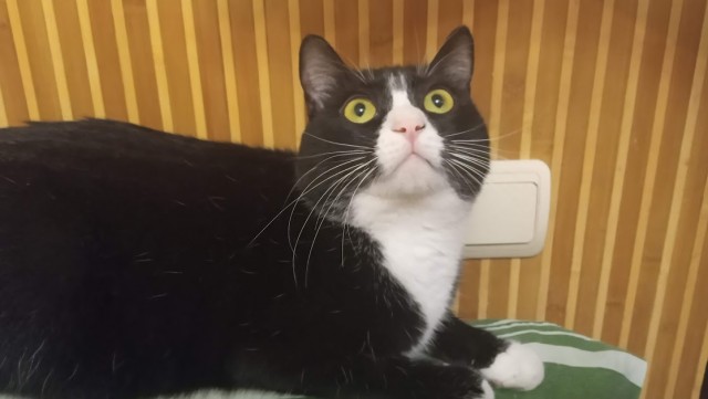 Котовторник 28.09.21