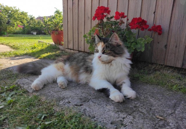К котовторнику