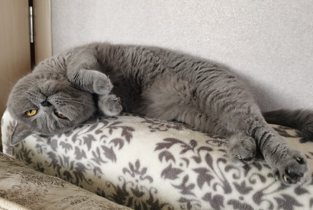 Котовторнику быть