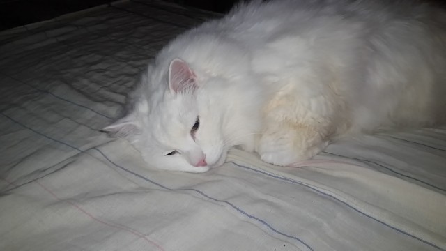 Котовторник. Февраль