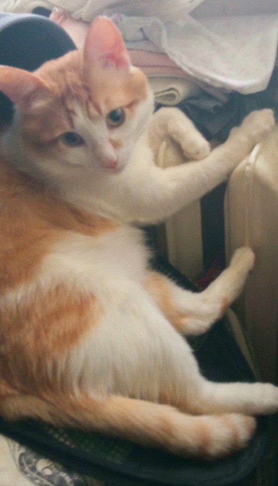 Котовторник. Февраль