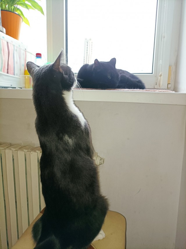Котовторник. Картинки и буквы 08.02.22