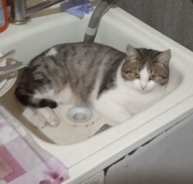 А что это мы котовторник не начинаем? Время пришло!
