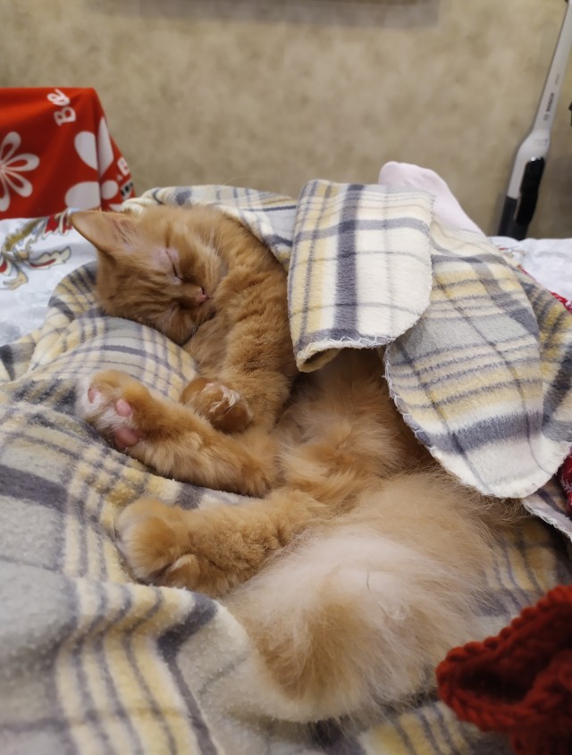 Котовторник.
