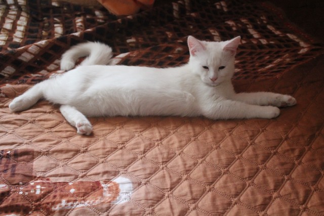 Котовторник 19.07.22