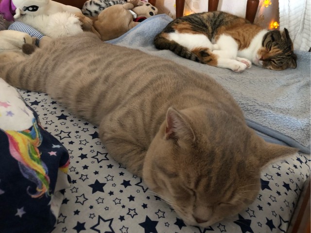 Не котовторник, но у нас пополнение в составе