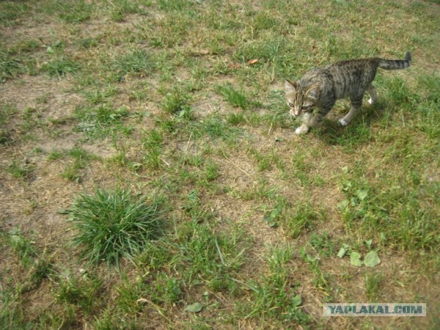 Жизнь домашнего приюта для котеек 410