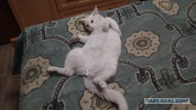 С Котовторником вас! Зовут Чеса!