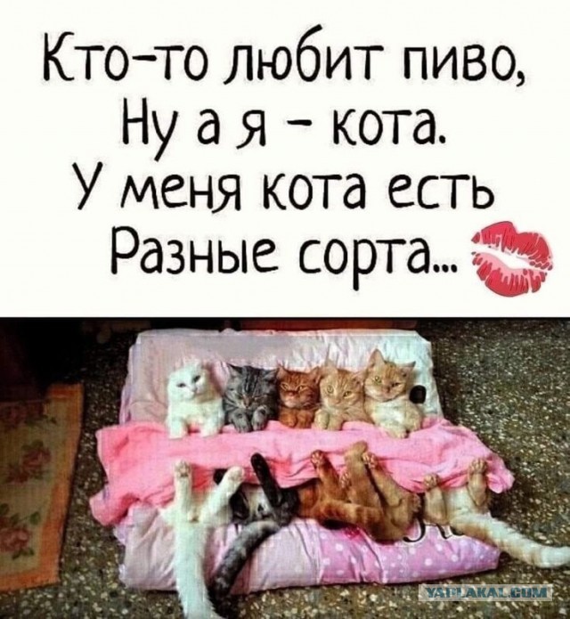 Котовторник 1.11.22