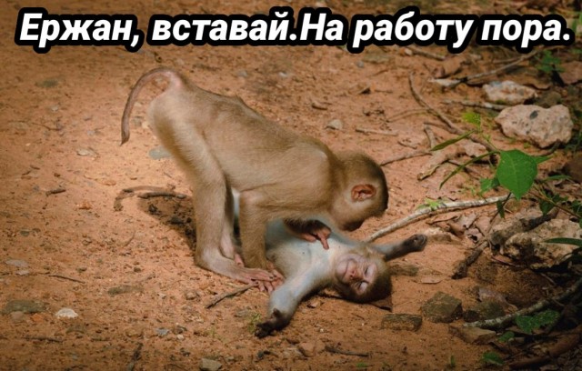 Объявлены победители премии Комедийной фотографии дикой природы-2022