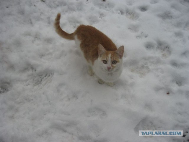 Жизнь домашнего приюта для котеек 424