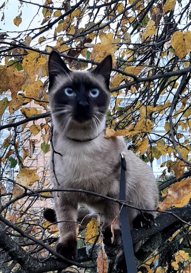 Доброе утро, ЯП
