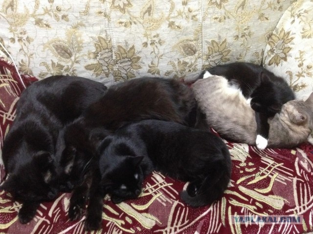 Три Кото-истории
