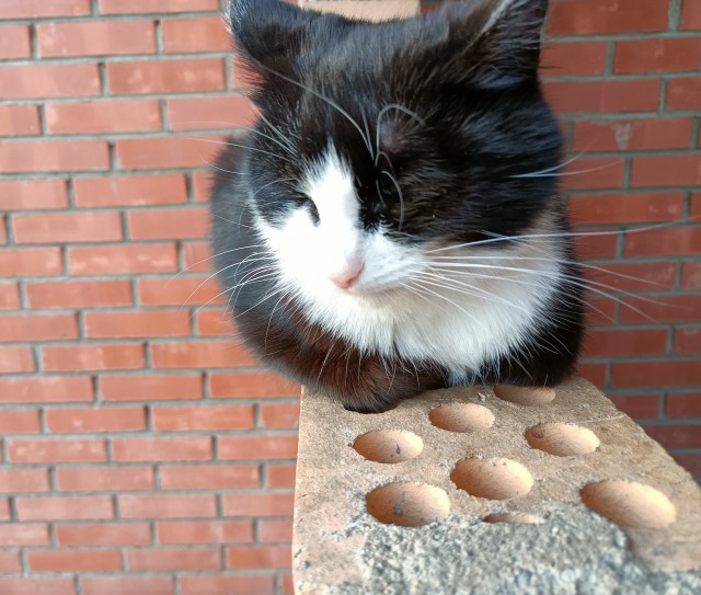 Котовторник