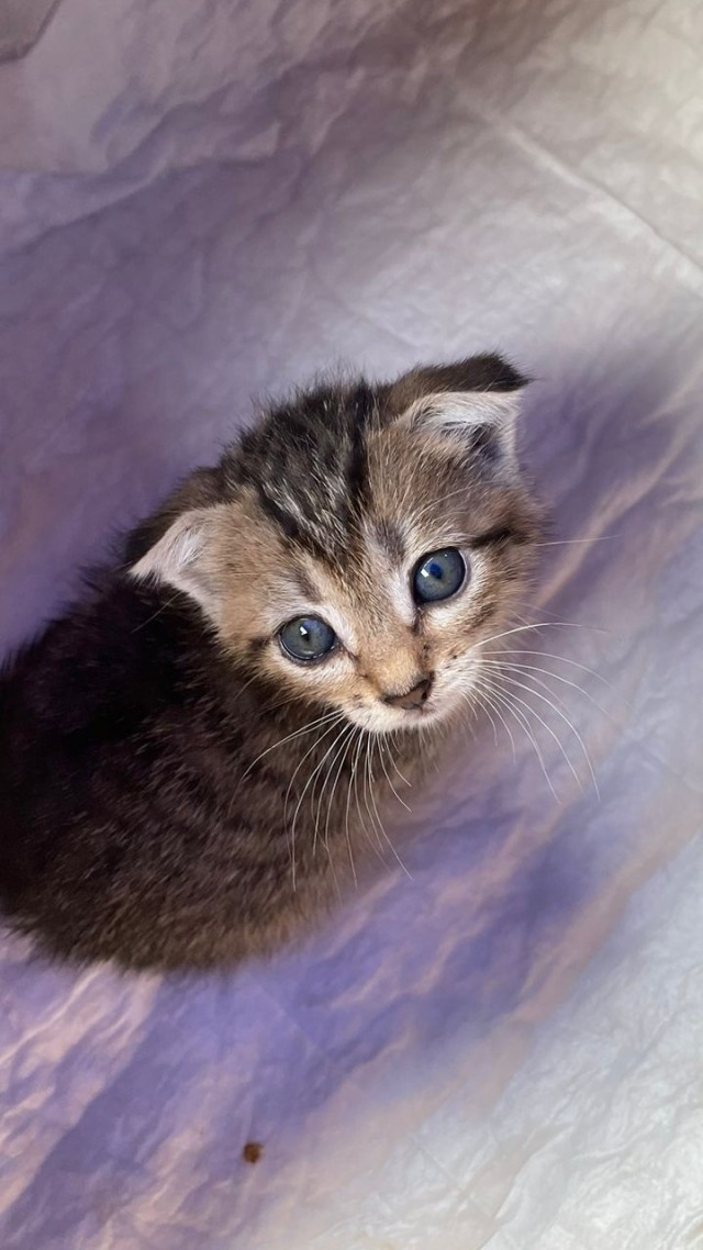 Котовторник! 16+ Коллеги-рабы, отмечаемся, у кого хозяину много лет!