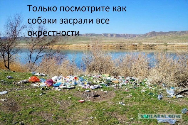 В Подмосковье с 1 сентября введут новые правила для владельцев собак